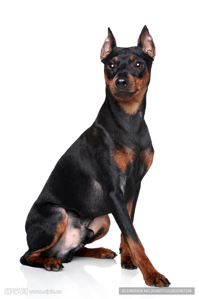 黑色杜宾犬端坐