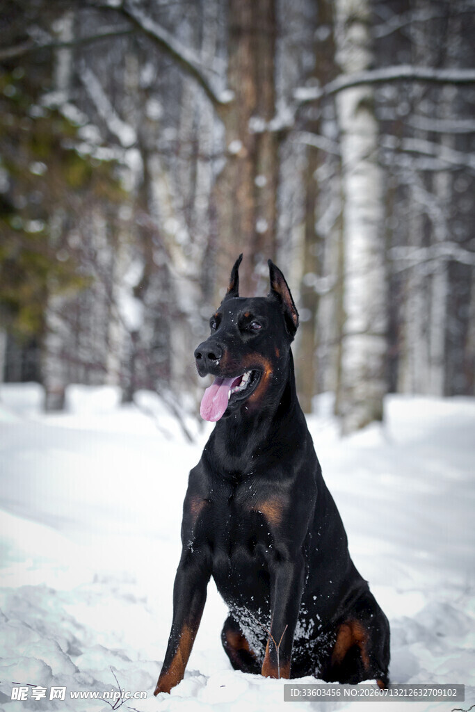 雪地中的杜宾犬