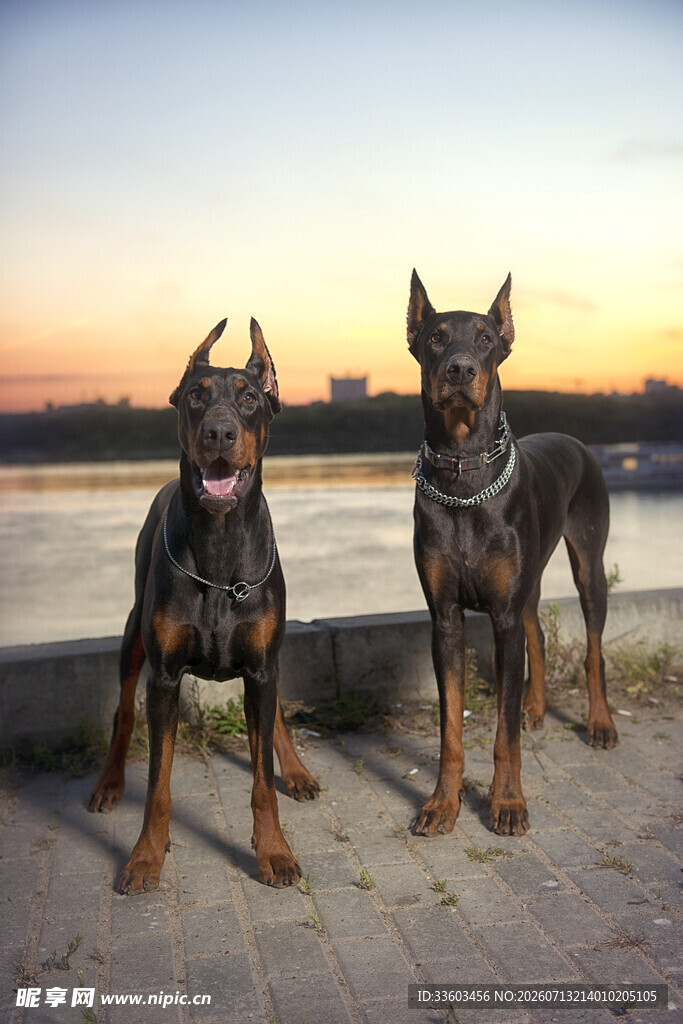 夕阳下的两只杜宾犬