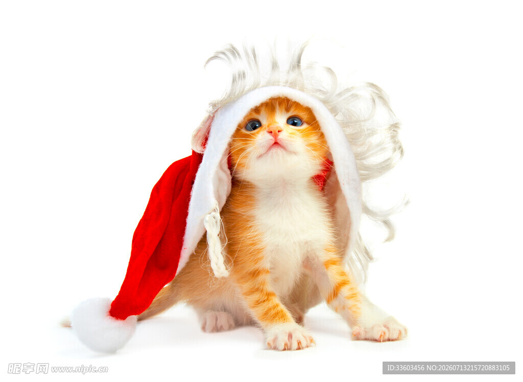戴圣诞帽的可爱猫咪