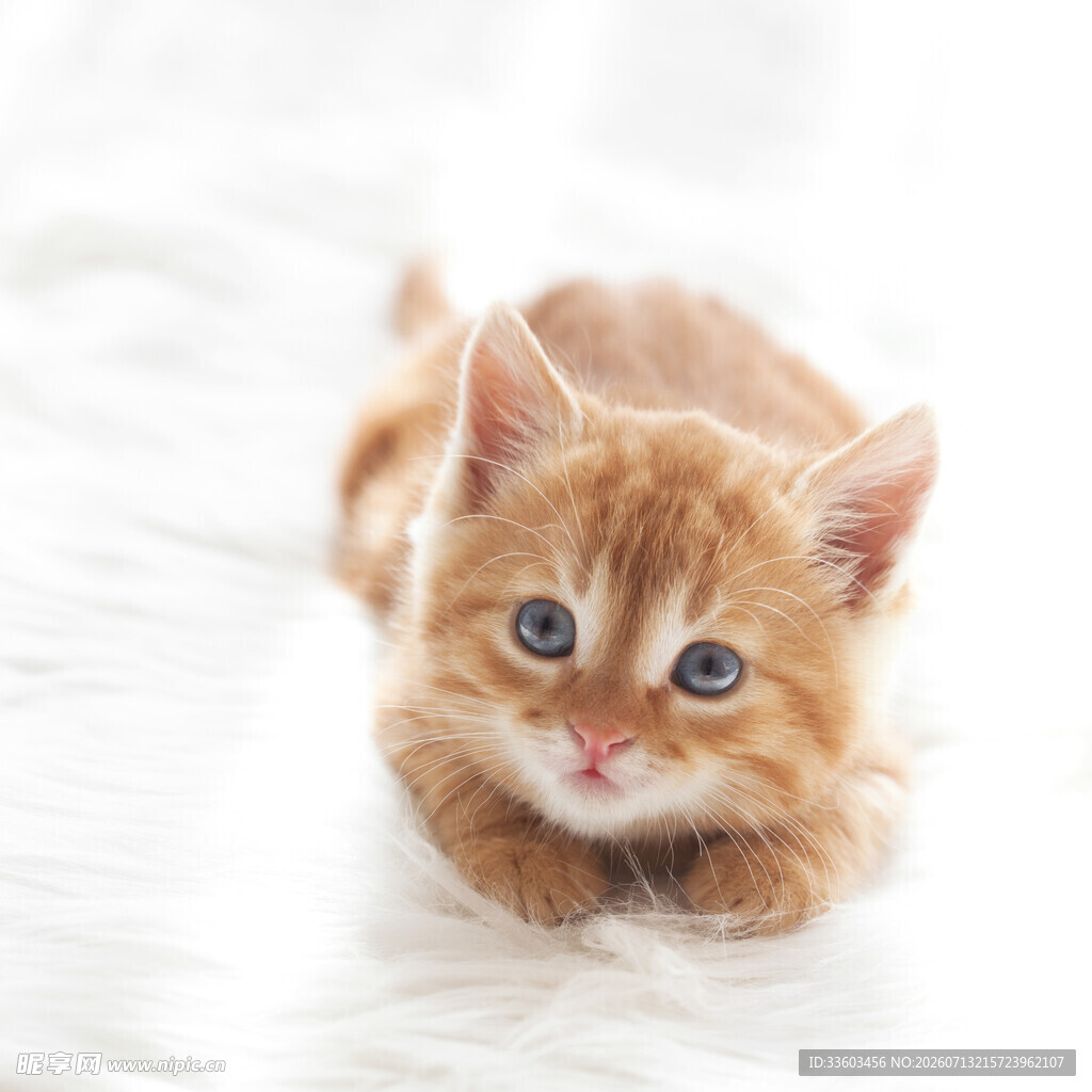可爱橘色小猫趴卧