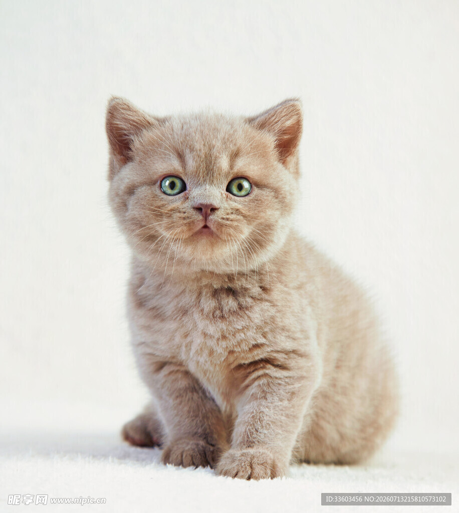 可爱小猫咪端坐