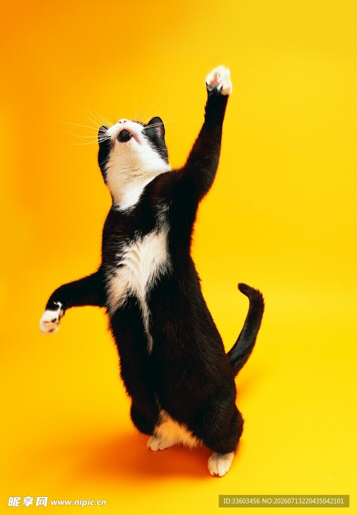站立猫咪欢快举爪