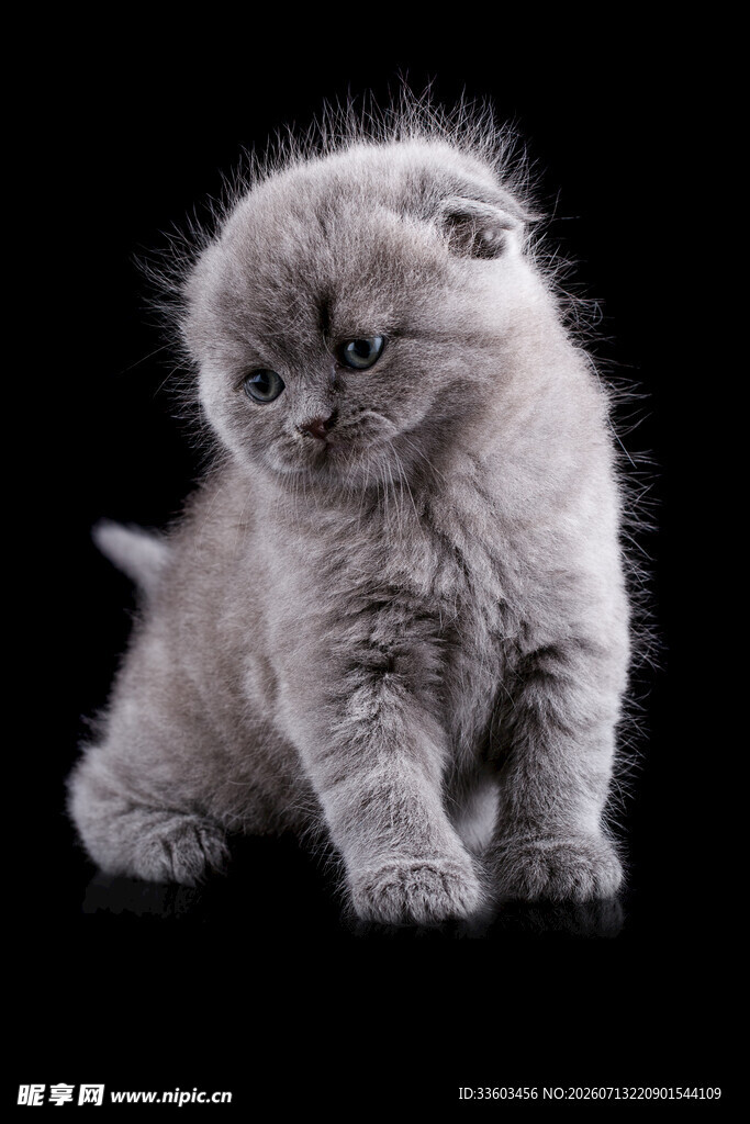 可爱小猫咪萌态十足