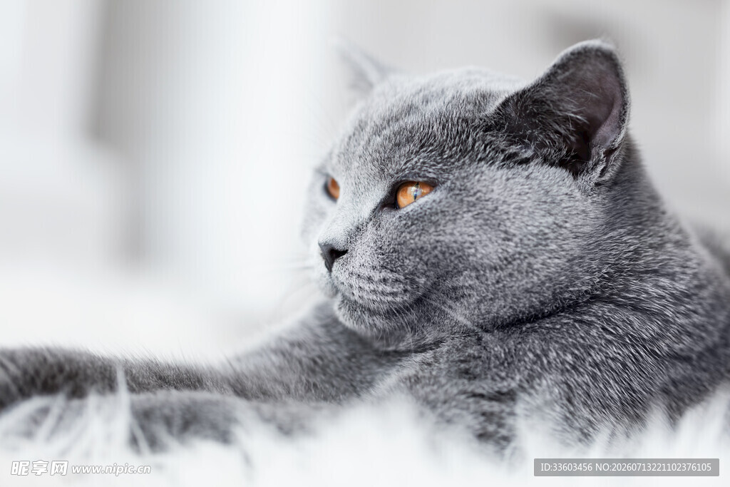 慵懒蓝猫卧于毛绒之上