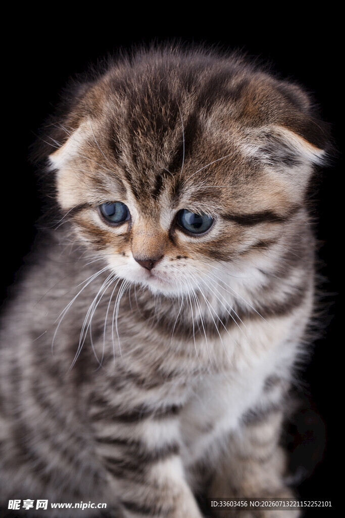 可爱折耳小猫