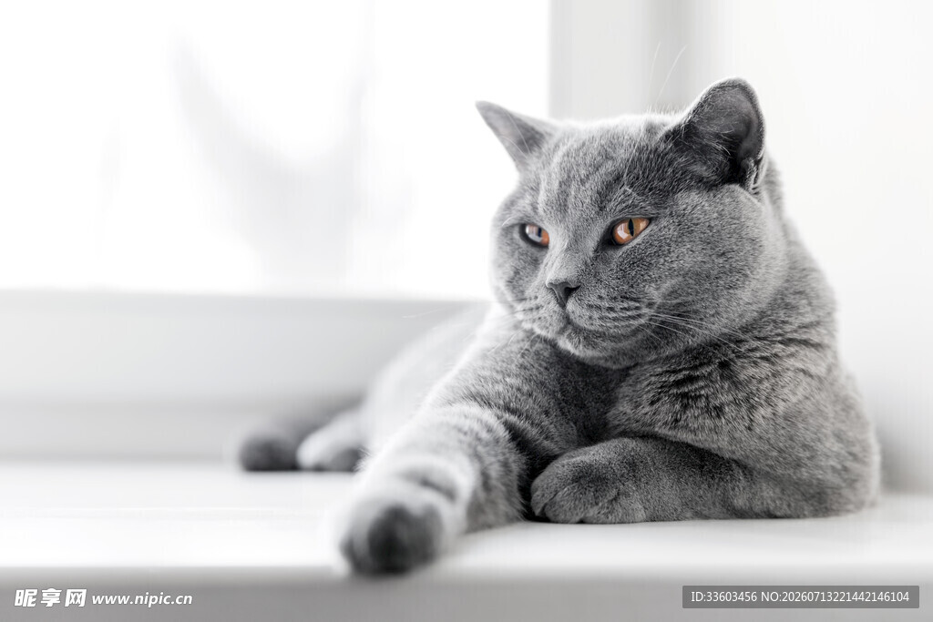 窗边慵懒的灰猫