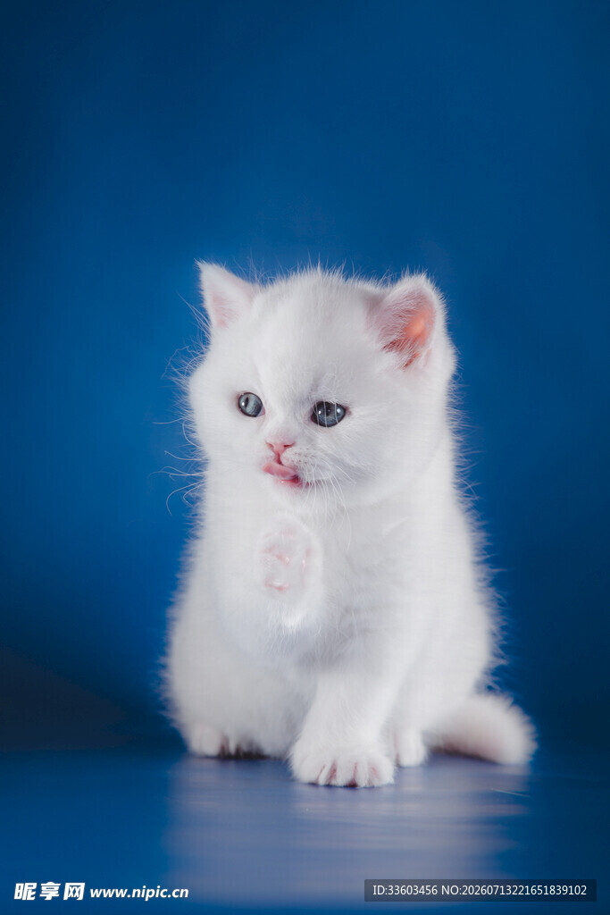 白色萌小猫舔爪瞬间