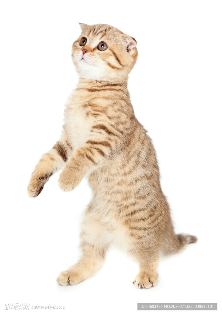 站立的可爱条纹猫咪