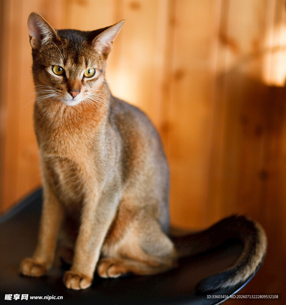端坐的阿比西尼亚猫