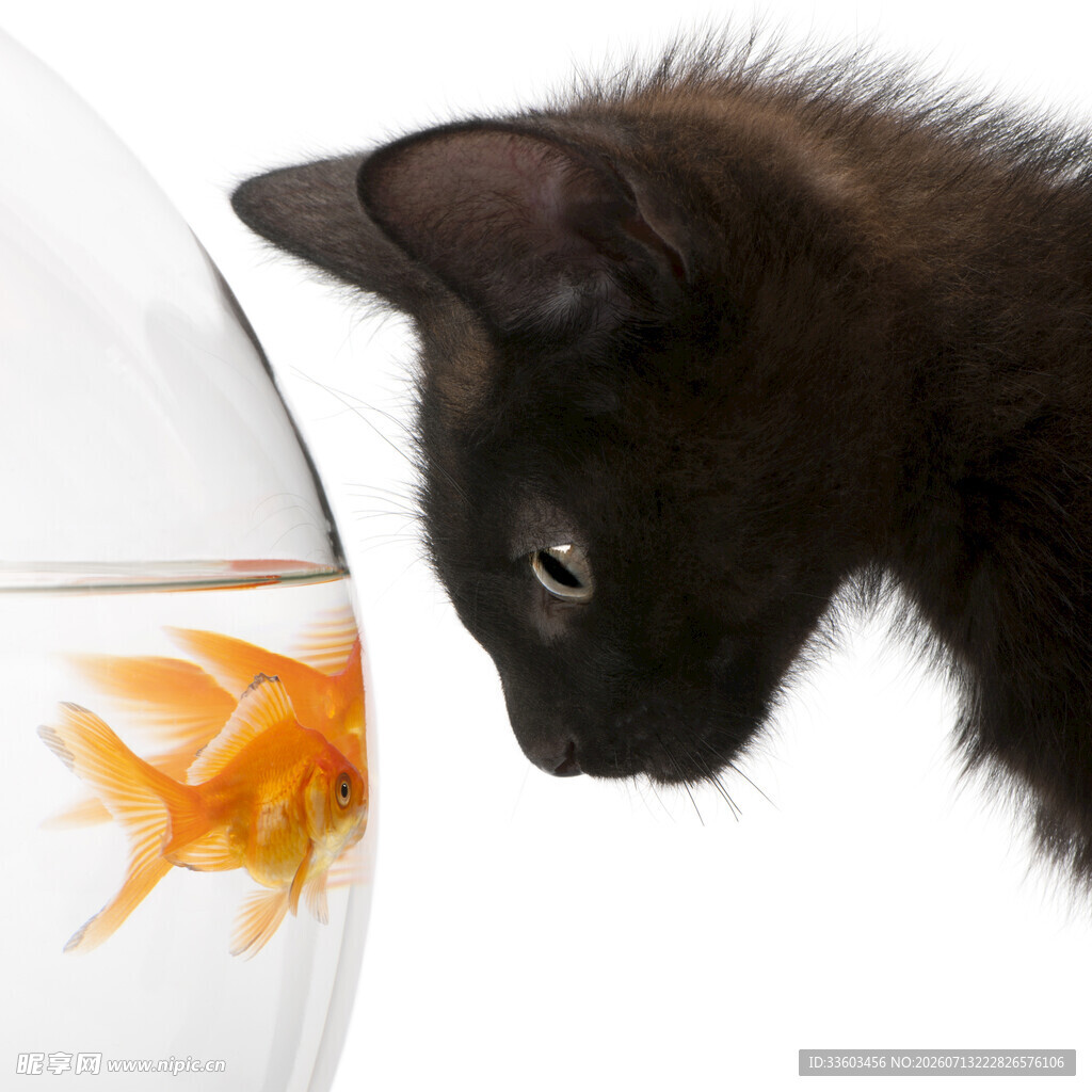 黑猫凝视玻璃缸中的金鱼