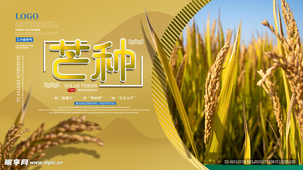 金黄稻田中的芒种时节