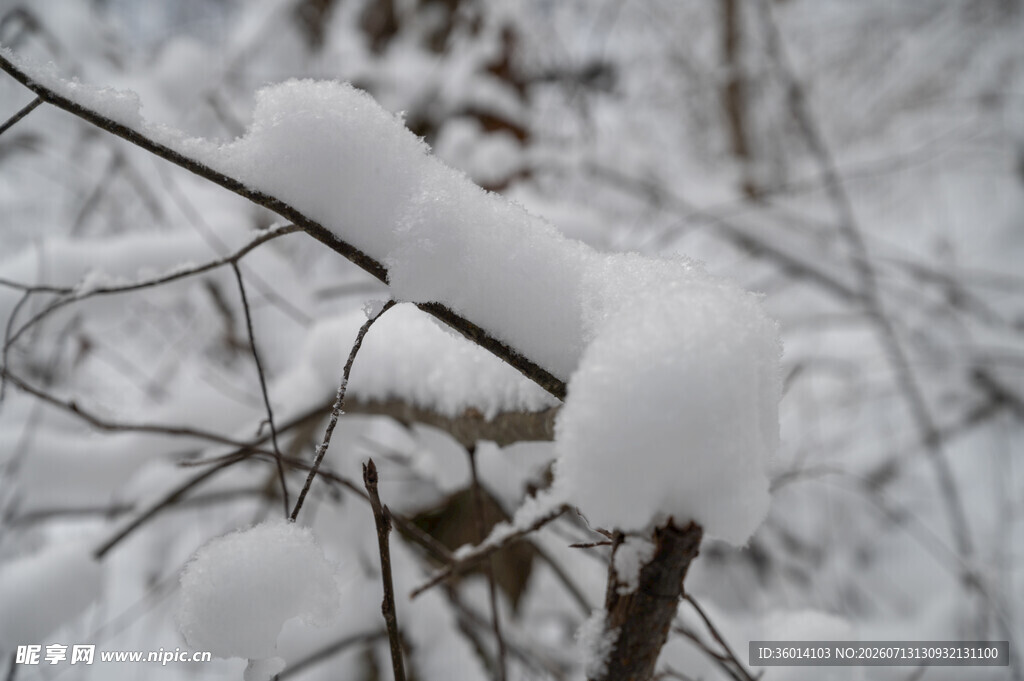 枝头覆雪的冬日景象