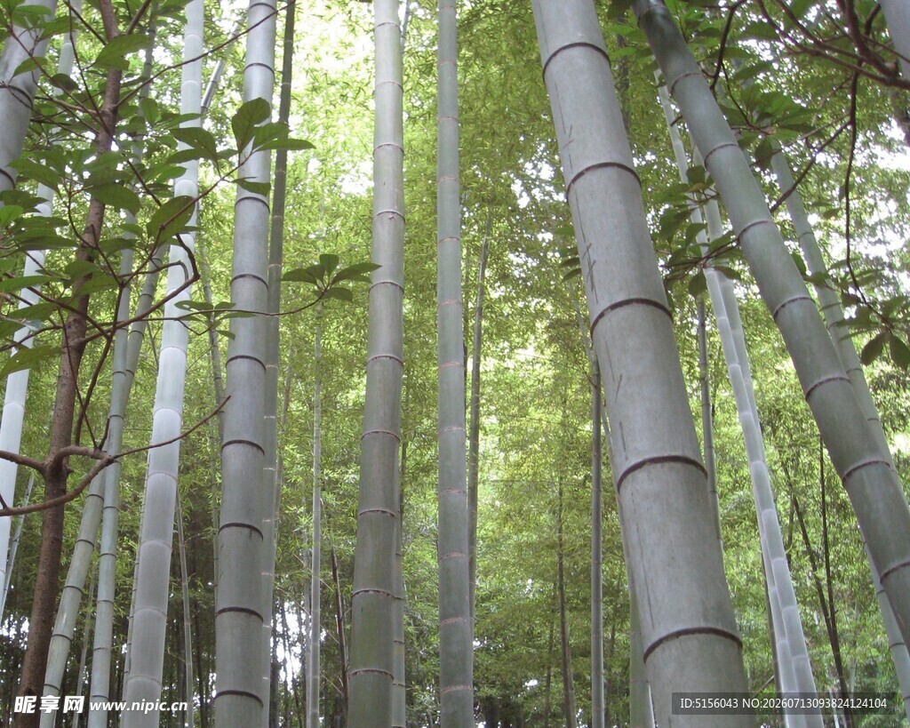 翠绿竹林景观