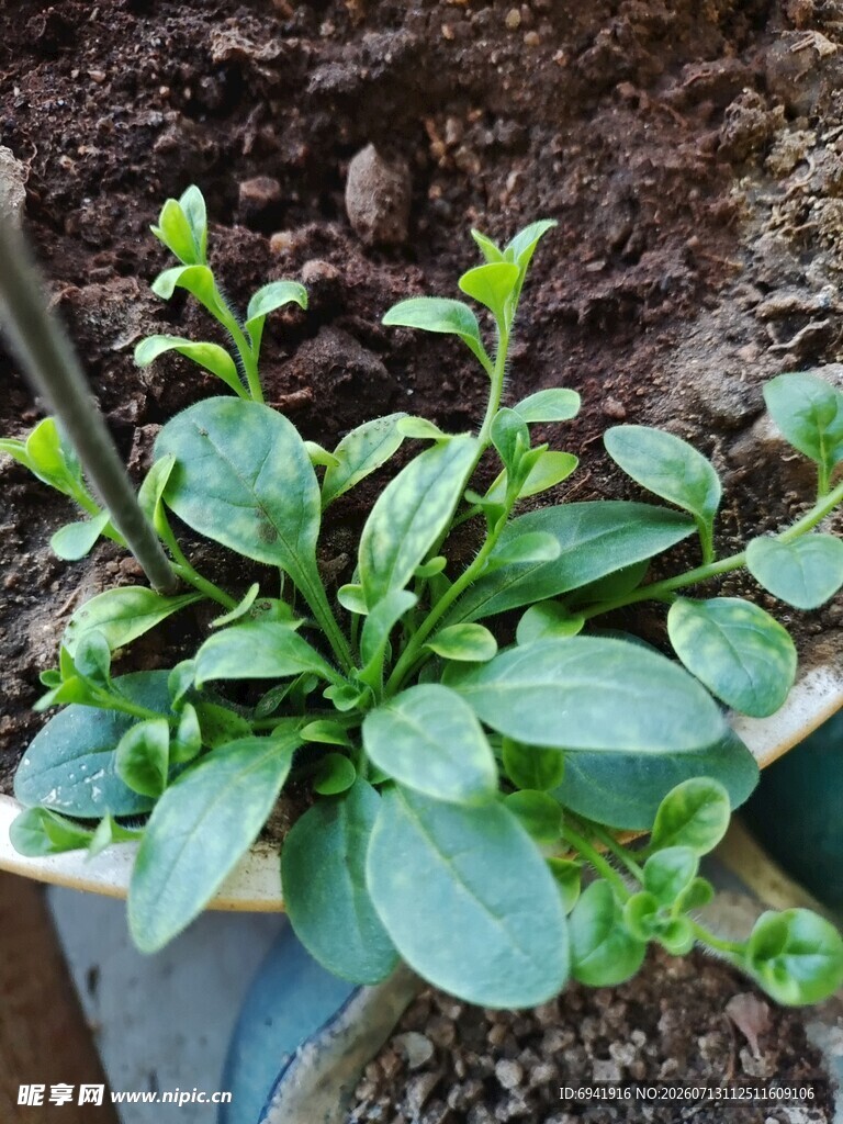 盆栽绿植生机勃勃