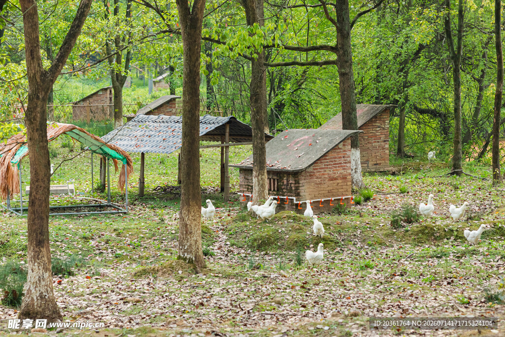 林间小屋与觅食白鸟