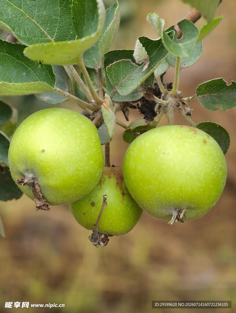 枝头青苹果
