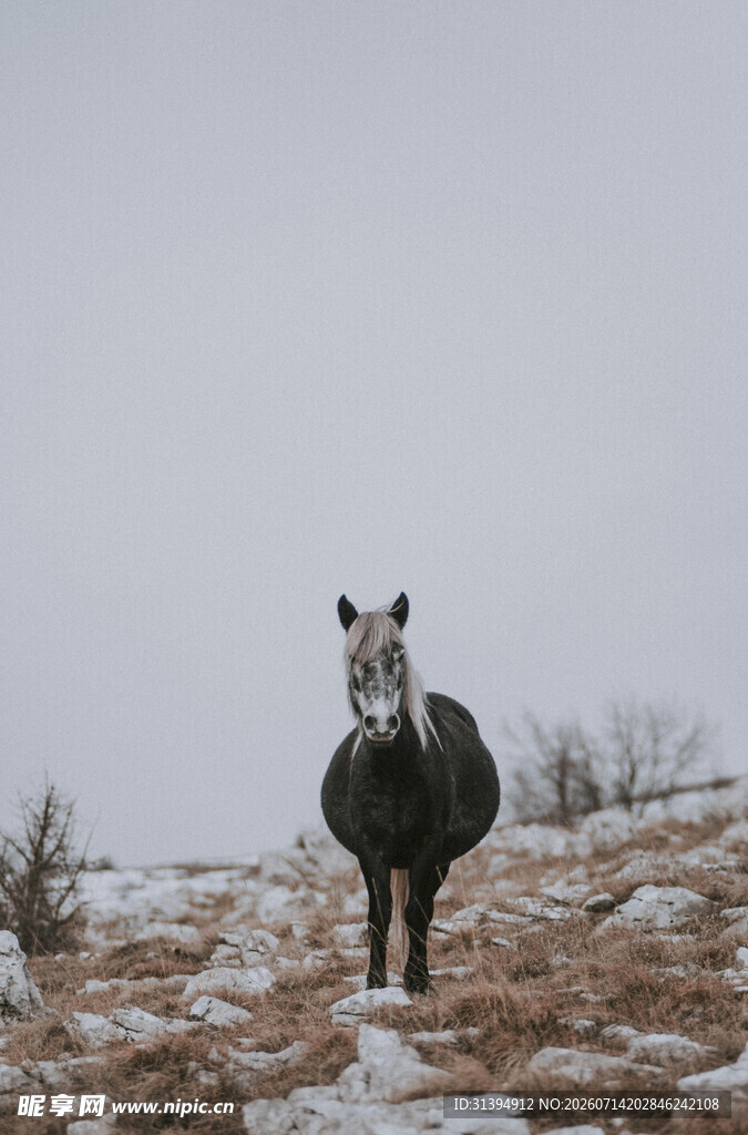 雪地中的黑白骏马