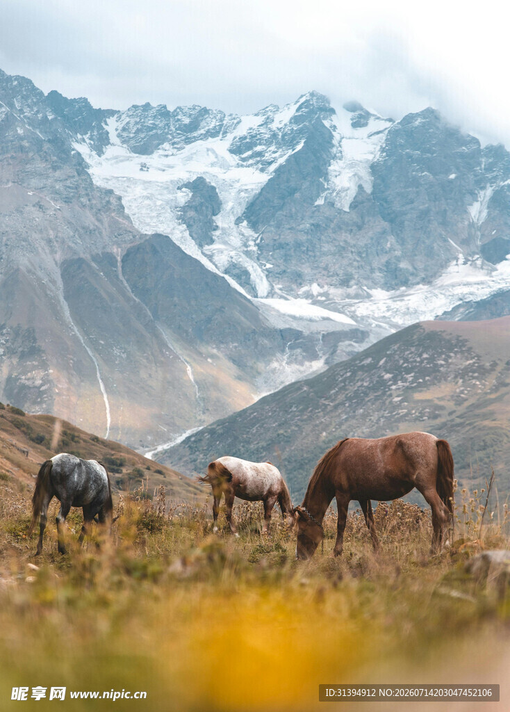 山间骏马悠然于草地