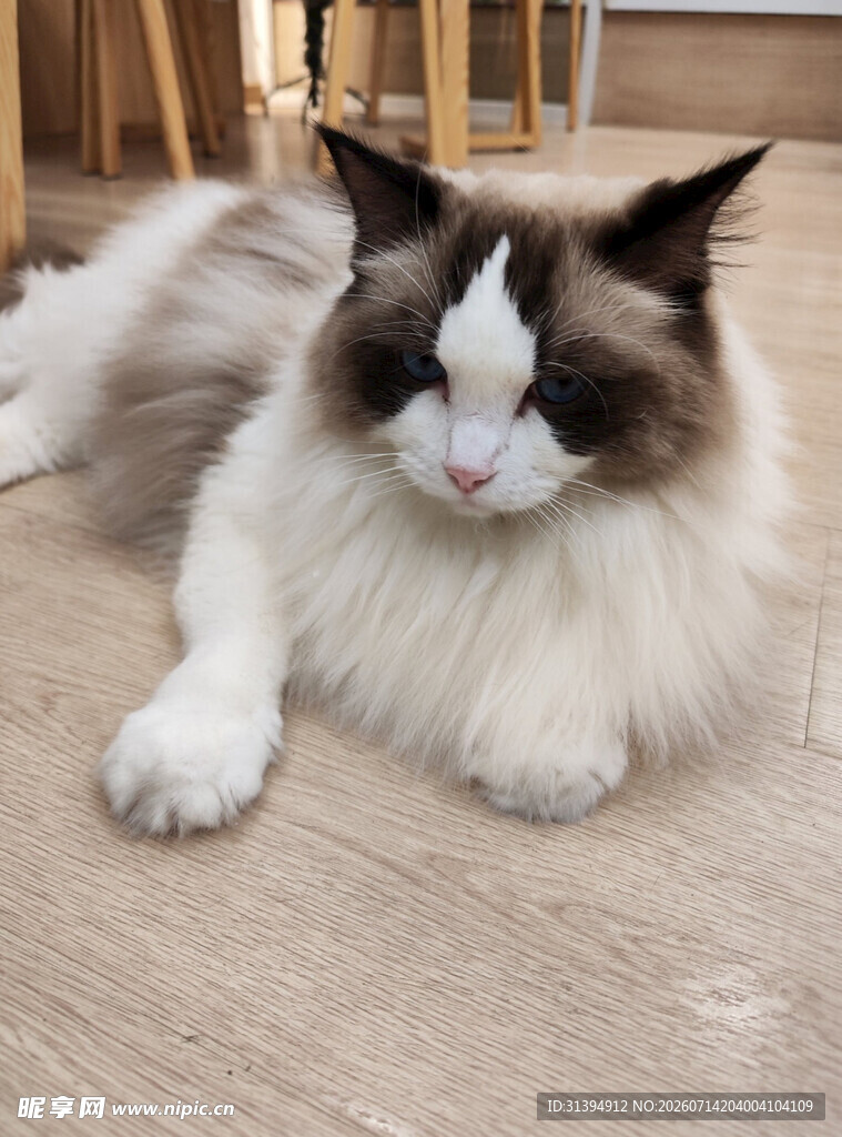 可爱布偶猫悠闲躺地板
