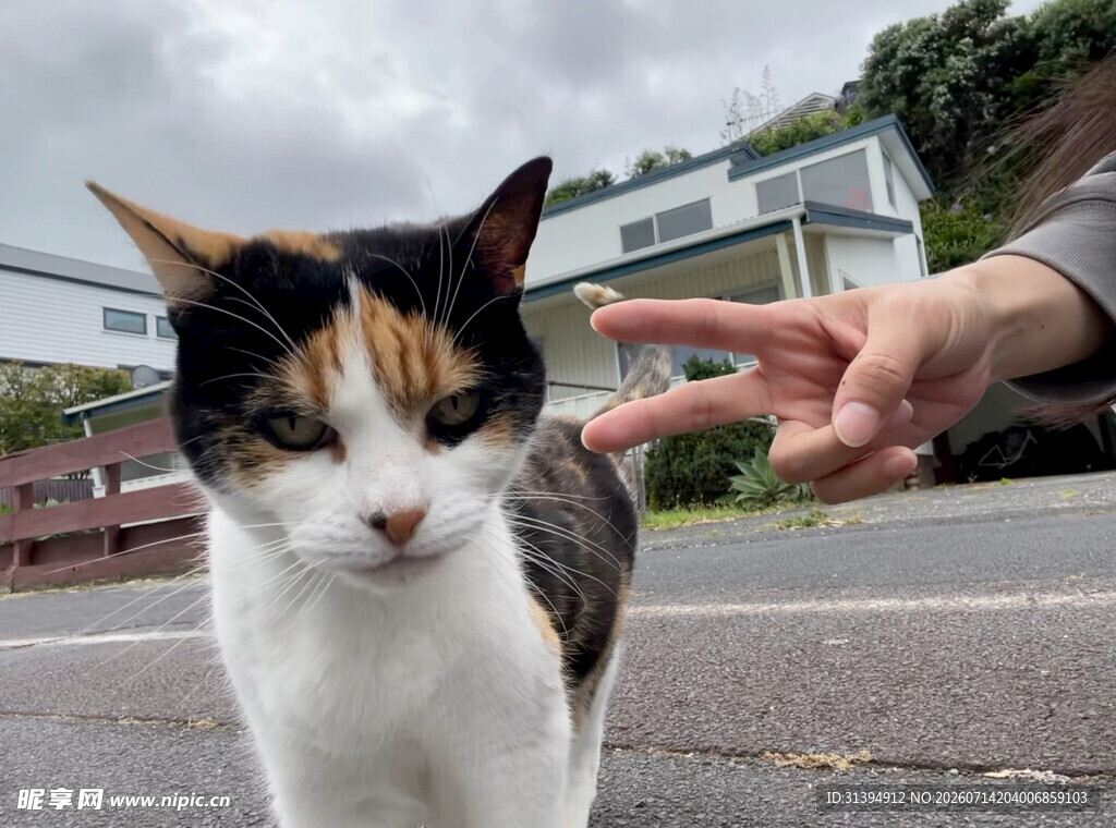 人与三色猫互动瞬间