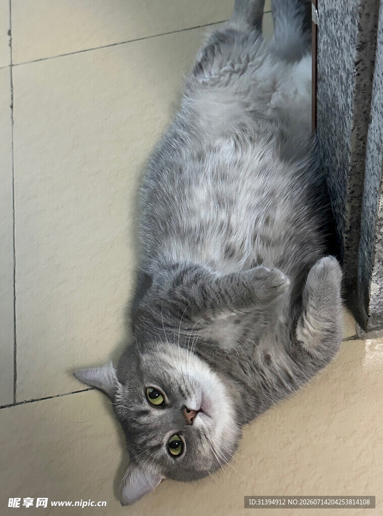 仰头的灰色猫咪