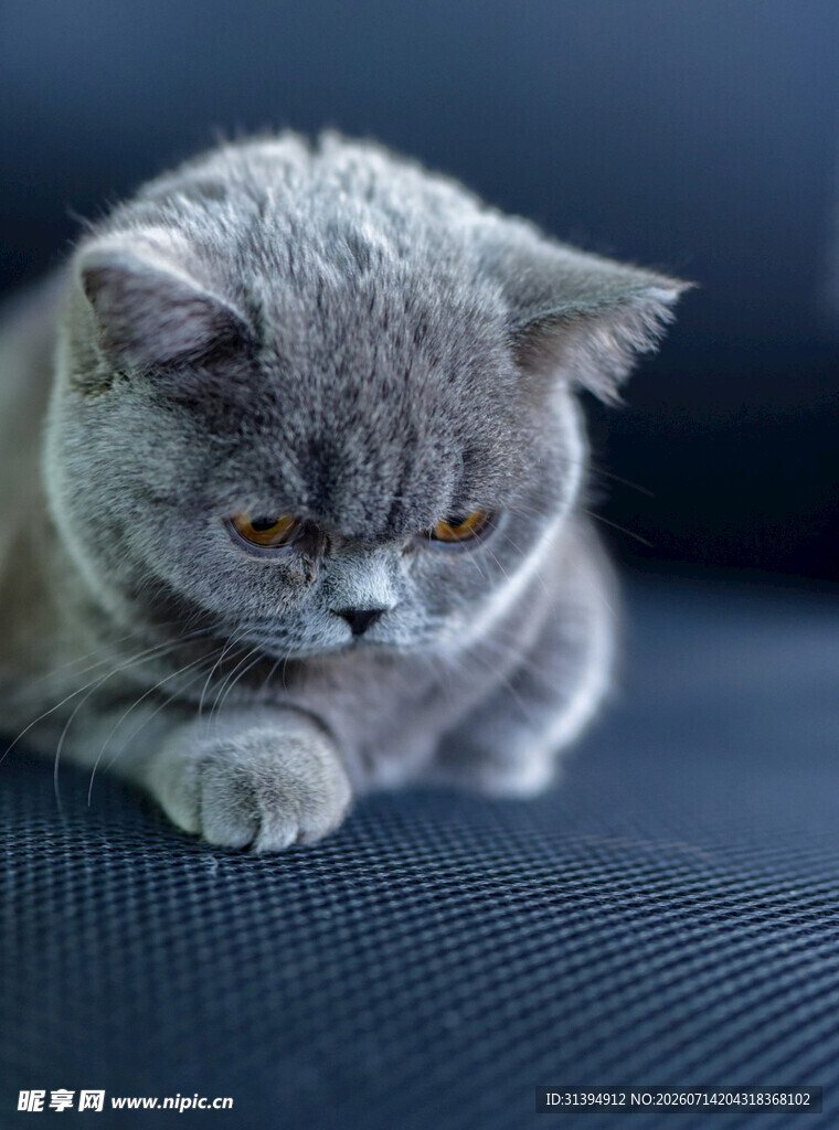 慵懒灰猫趴坐