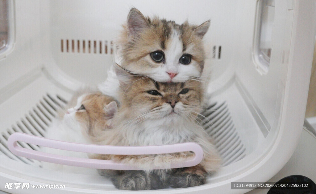猫咪与仓鼠同框温馨画面