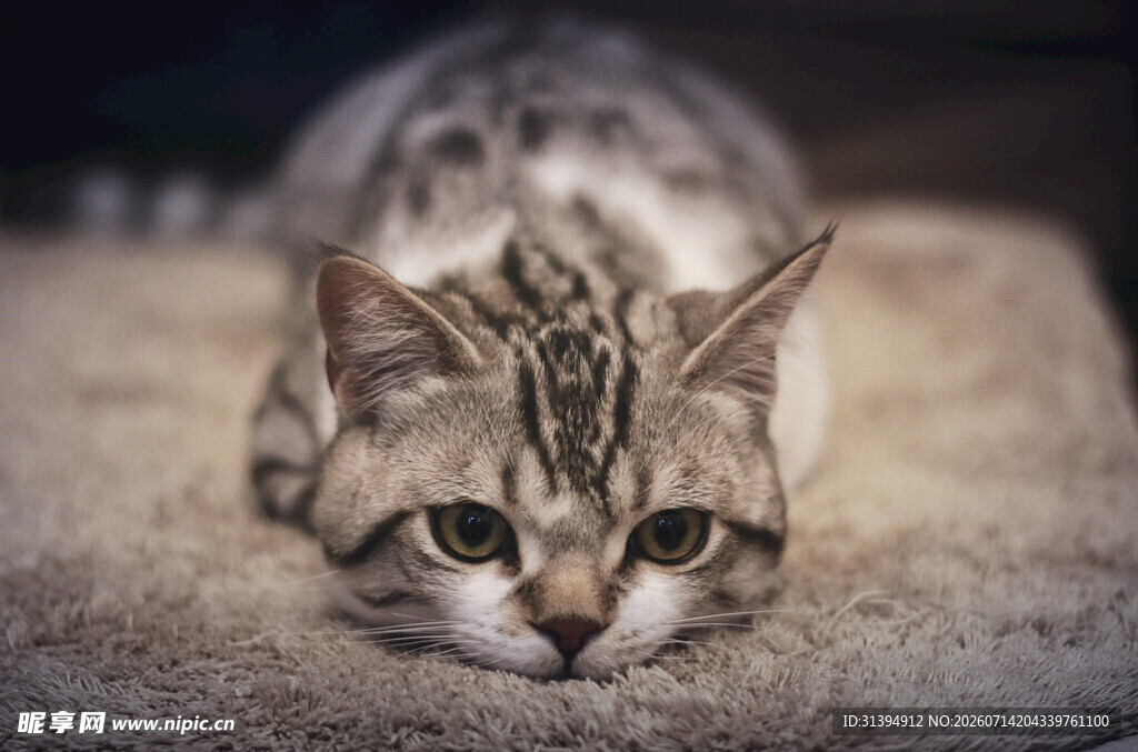 趴着的斑纹猫咪