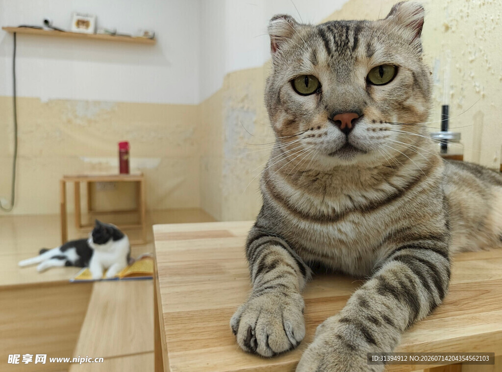 可爱虎斑猫趴木质平台上
