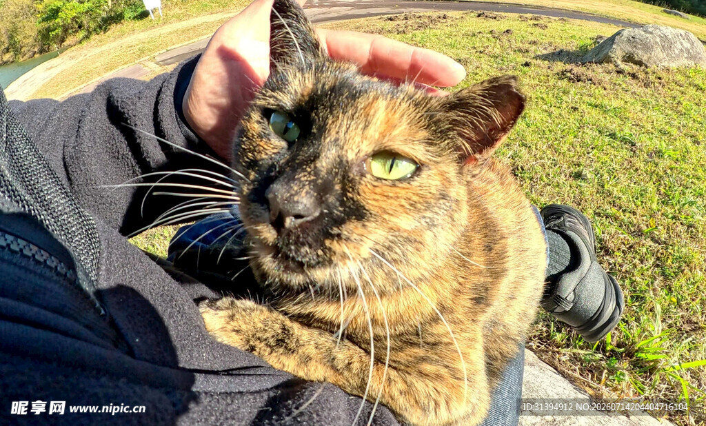 抚摸怀中可爱猫咪瞬间