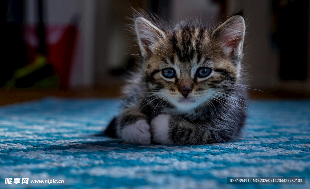 可爱小猫咪趴蓝色毯子上