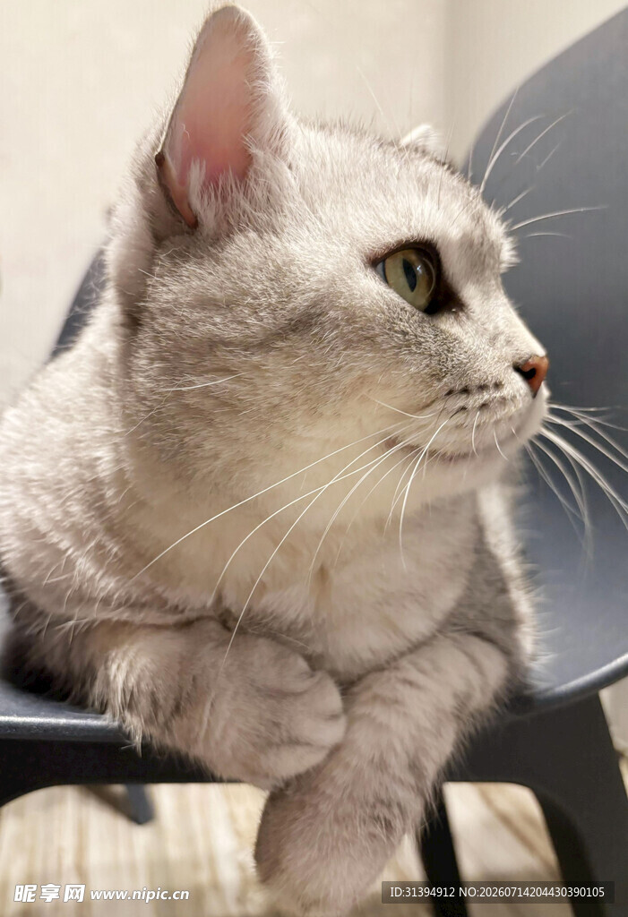 慵懒猫咪趴坐椅子上