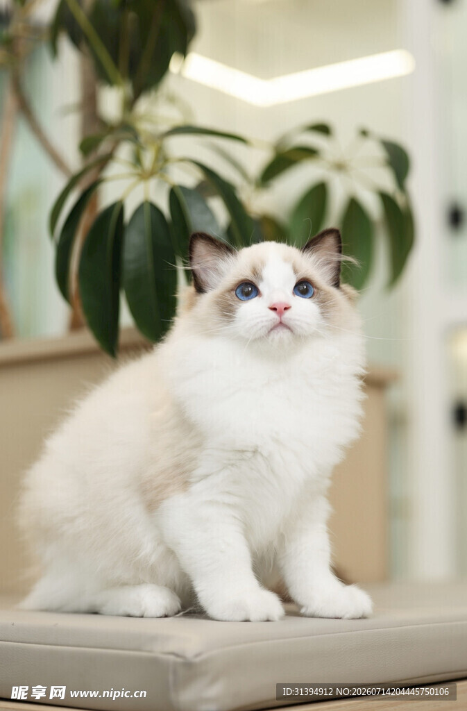可爱布偶猫端坐