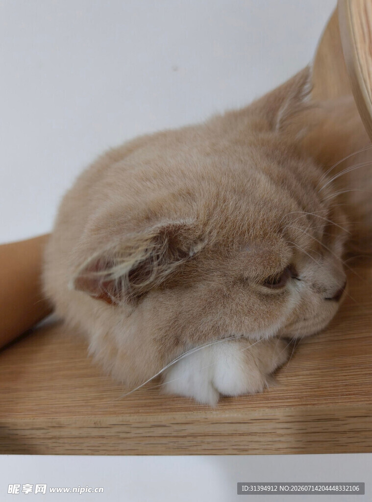 慵懒猫咪趴卧在木台上
