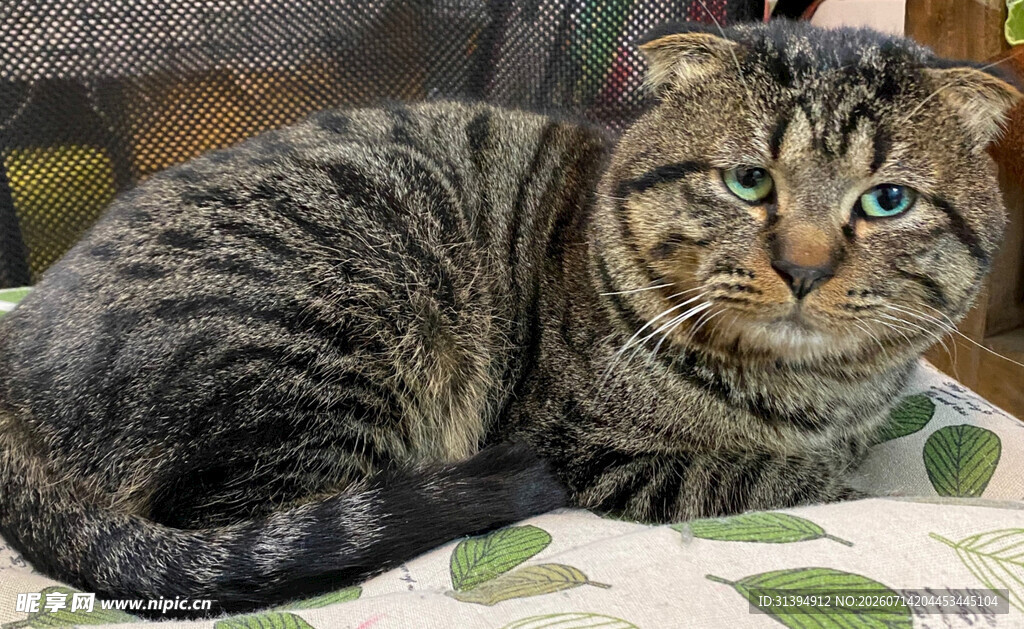 慵懒猫咪惬意躺卧