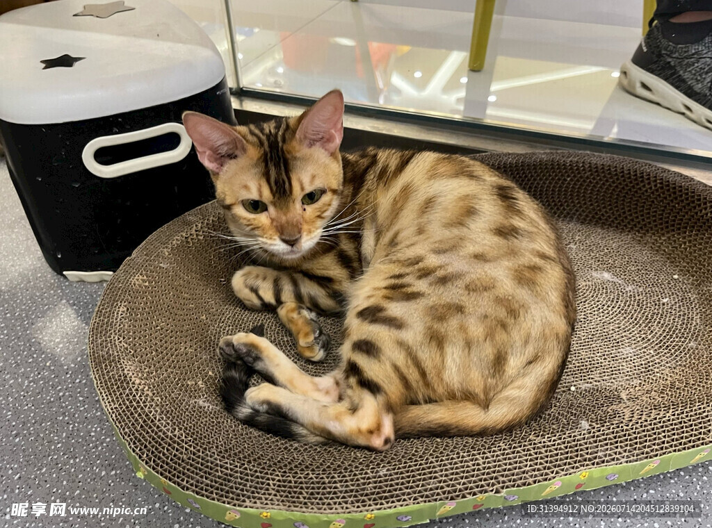 豹纹猫咪惬意躺卧
