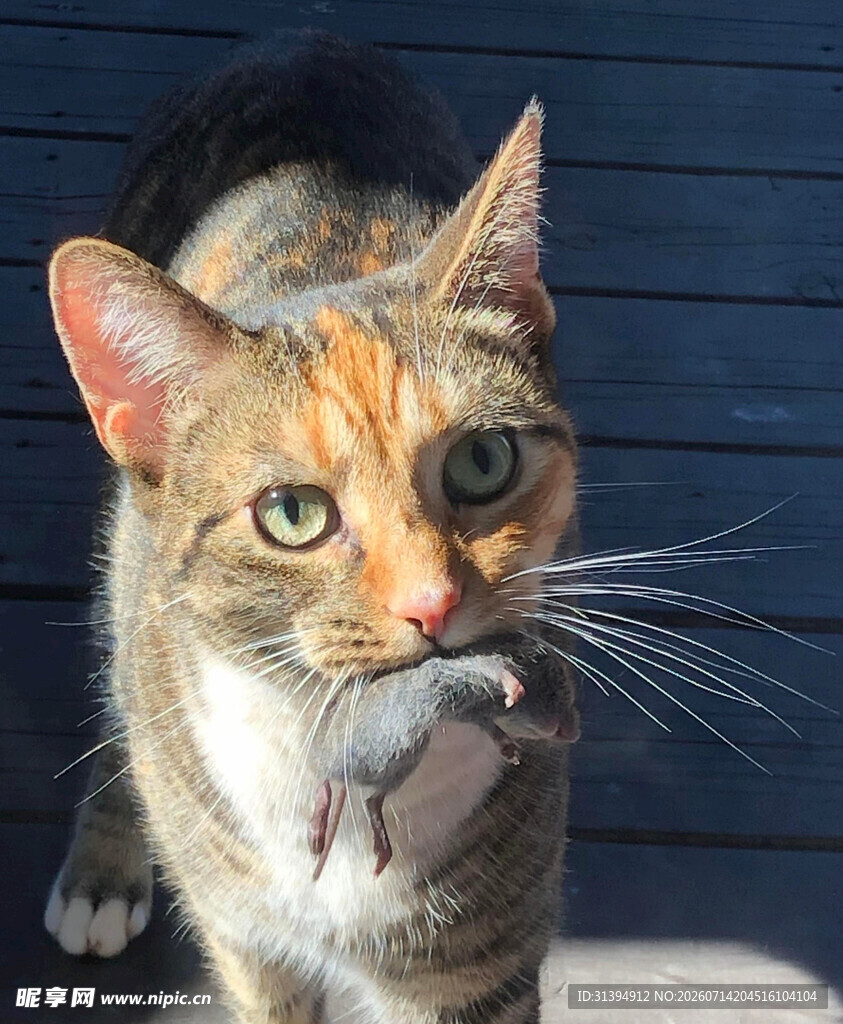 猫咪叼着猎物