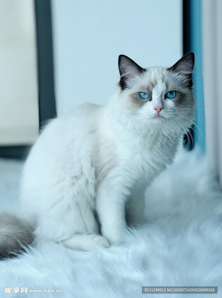 可爱布偶猫坐于毛绒上