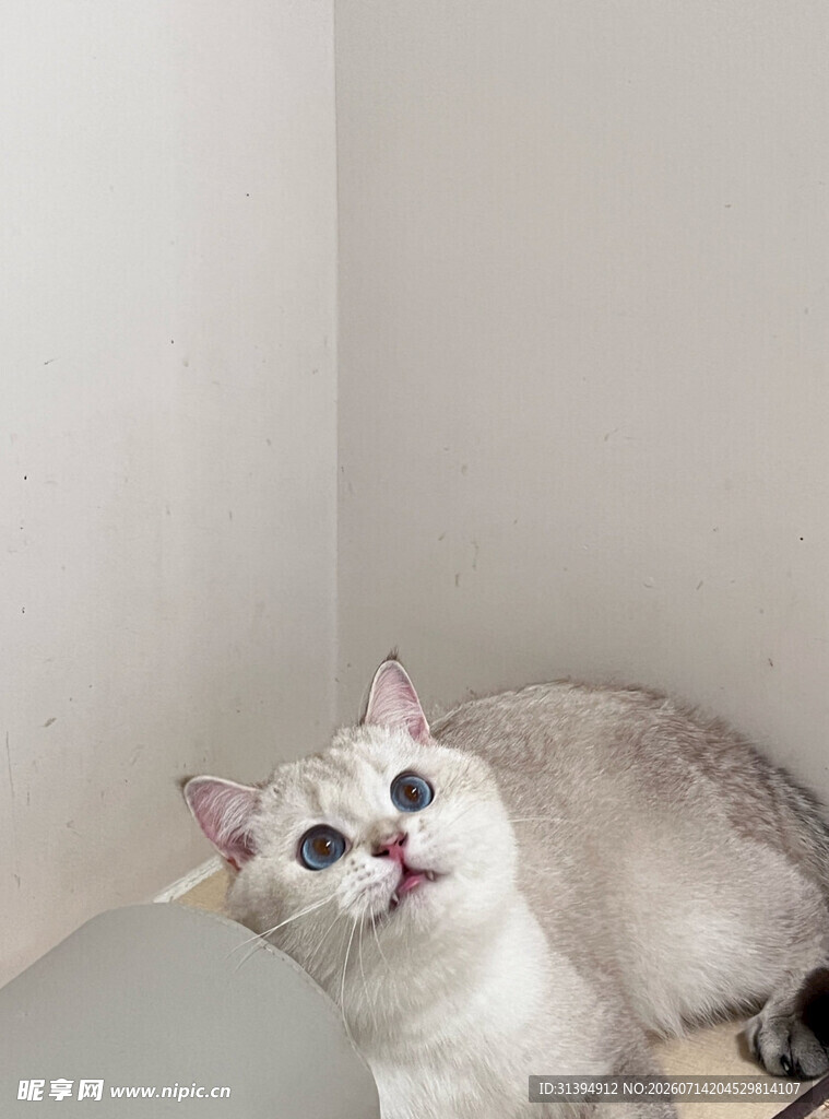 角落中的可爱猫咪