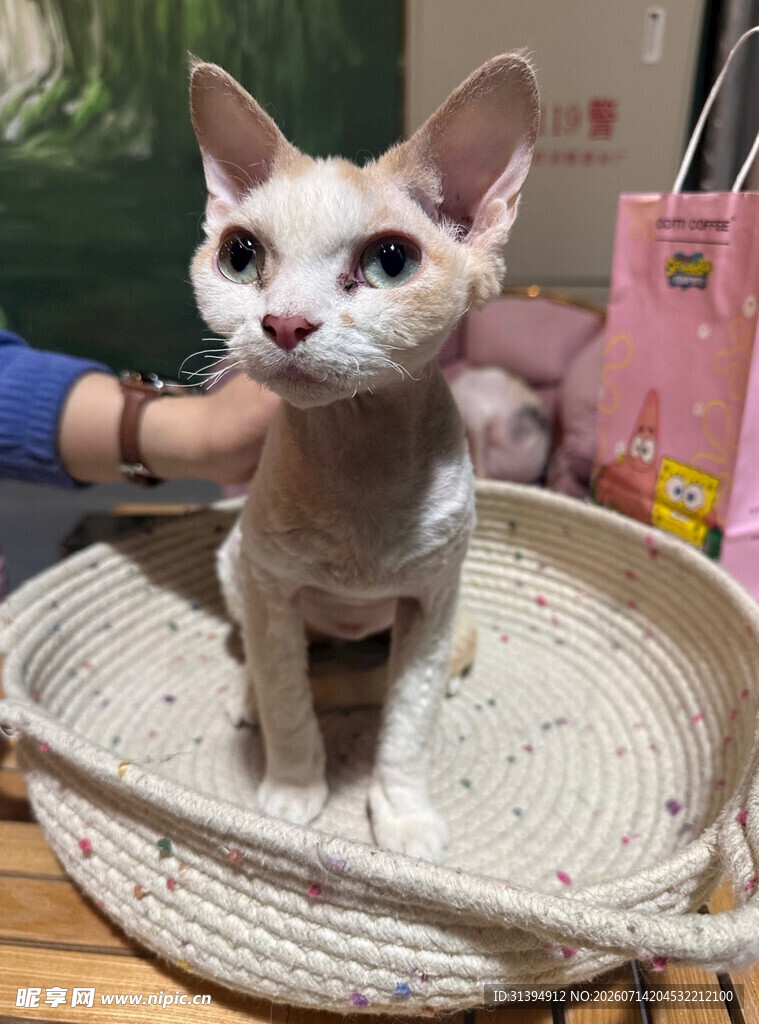 可爱无毛猫坐在编织篮中