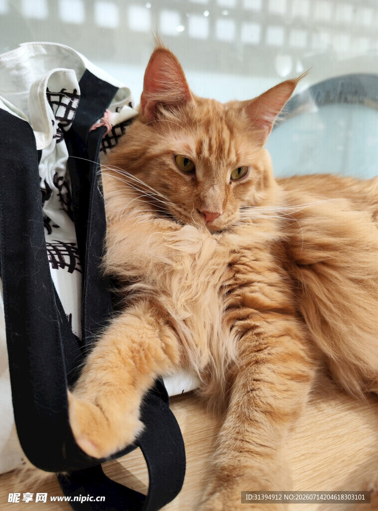 慵懒长毛猫躺靠在包旁