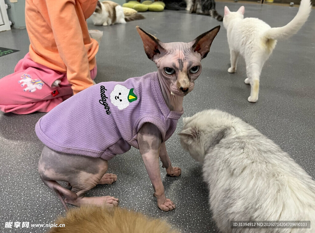 穿紫衣的无毛猫与伙伴