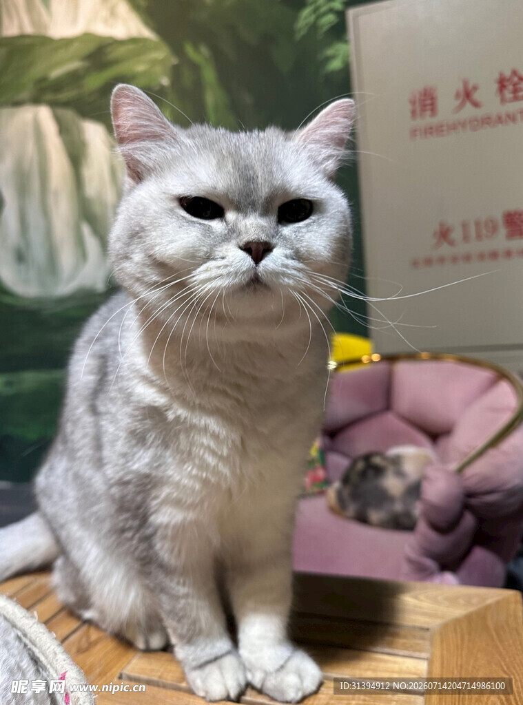银渐层猫咪端坐