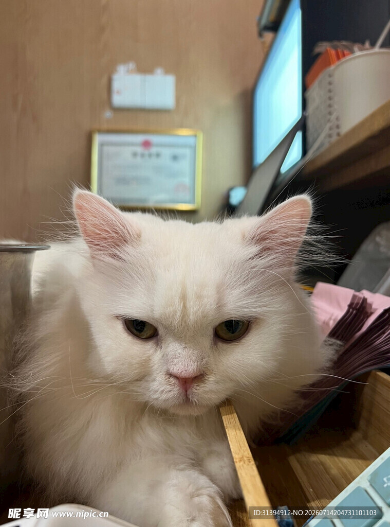 可爱白猫咪专注模样
