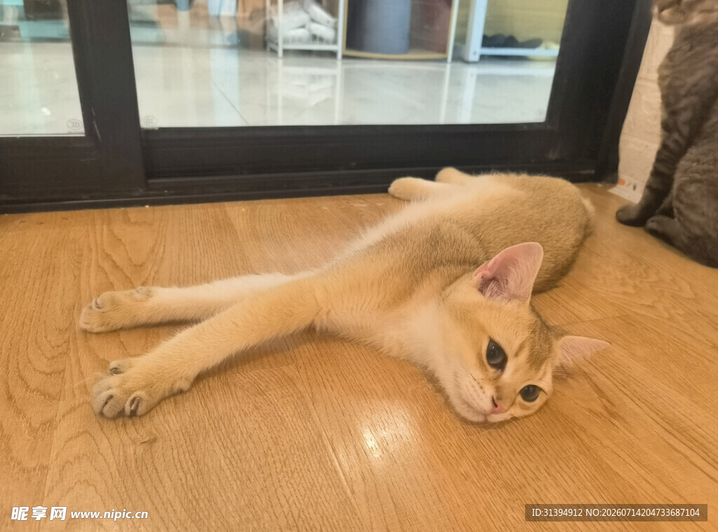 慵懒猫咪惬意躺木地板上