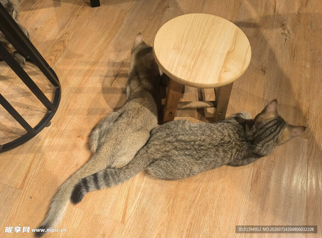 猫咪惬意躺于木桌旁