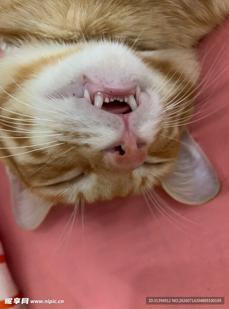 酣睡的橘猫