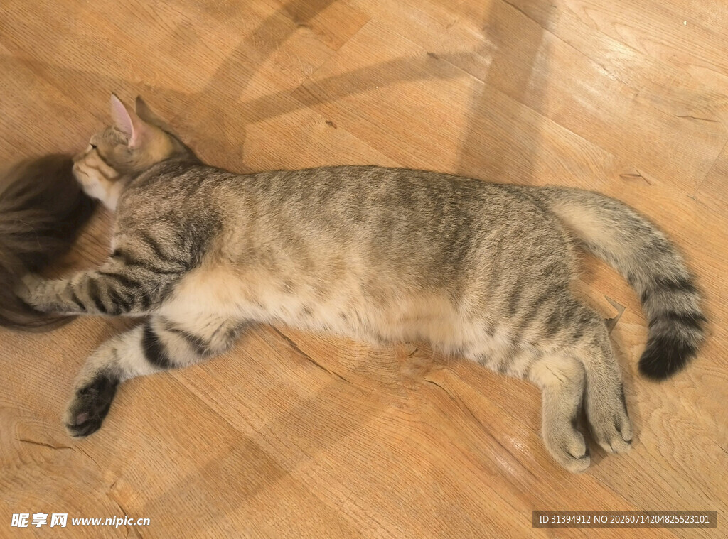 酣睡的条纹猫咪