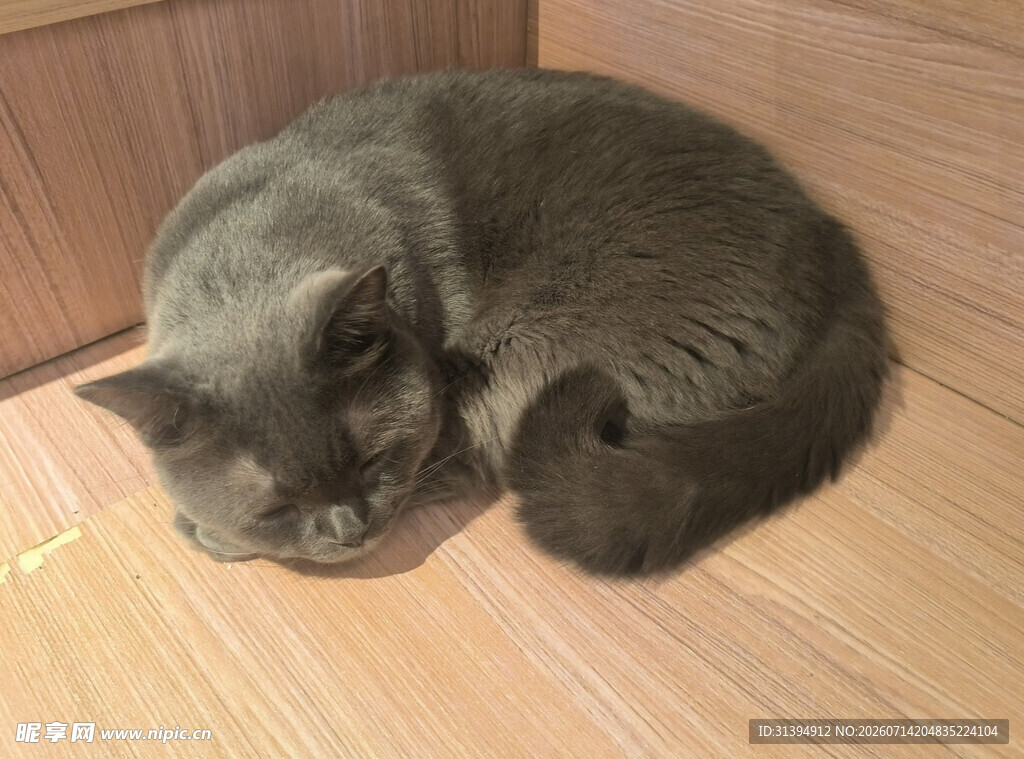 酣睡的灰猫